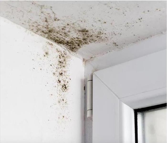 Mold is shown in a ceiling corner on a white wall