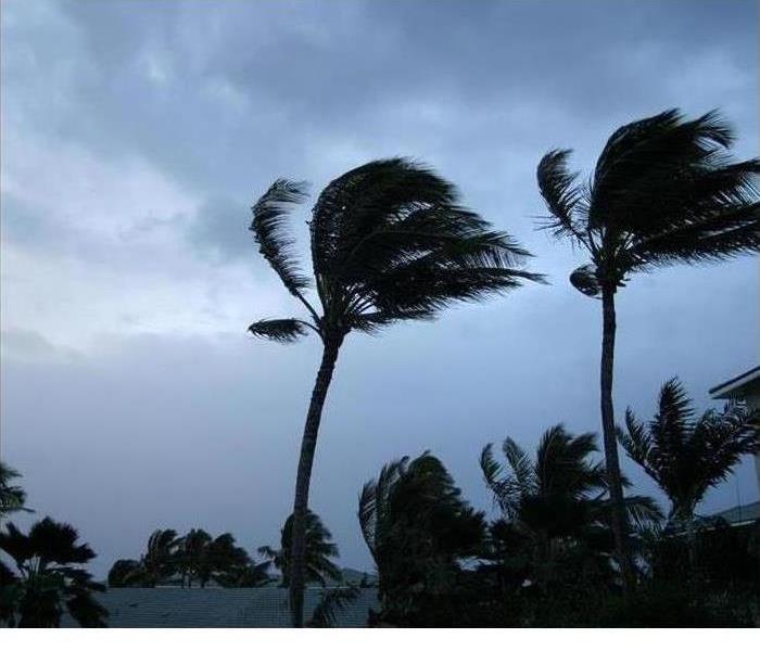 Palm trees are shown blowing in heavy winds